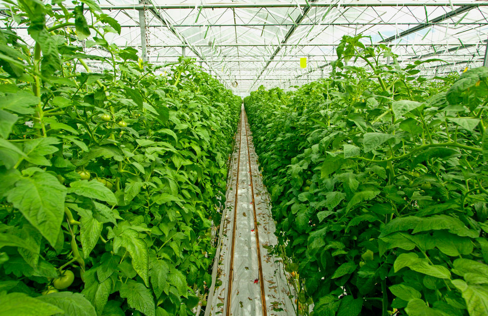 Robot for Scouting Plants in Greenhouses