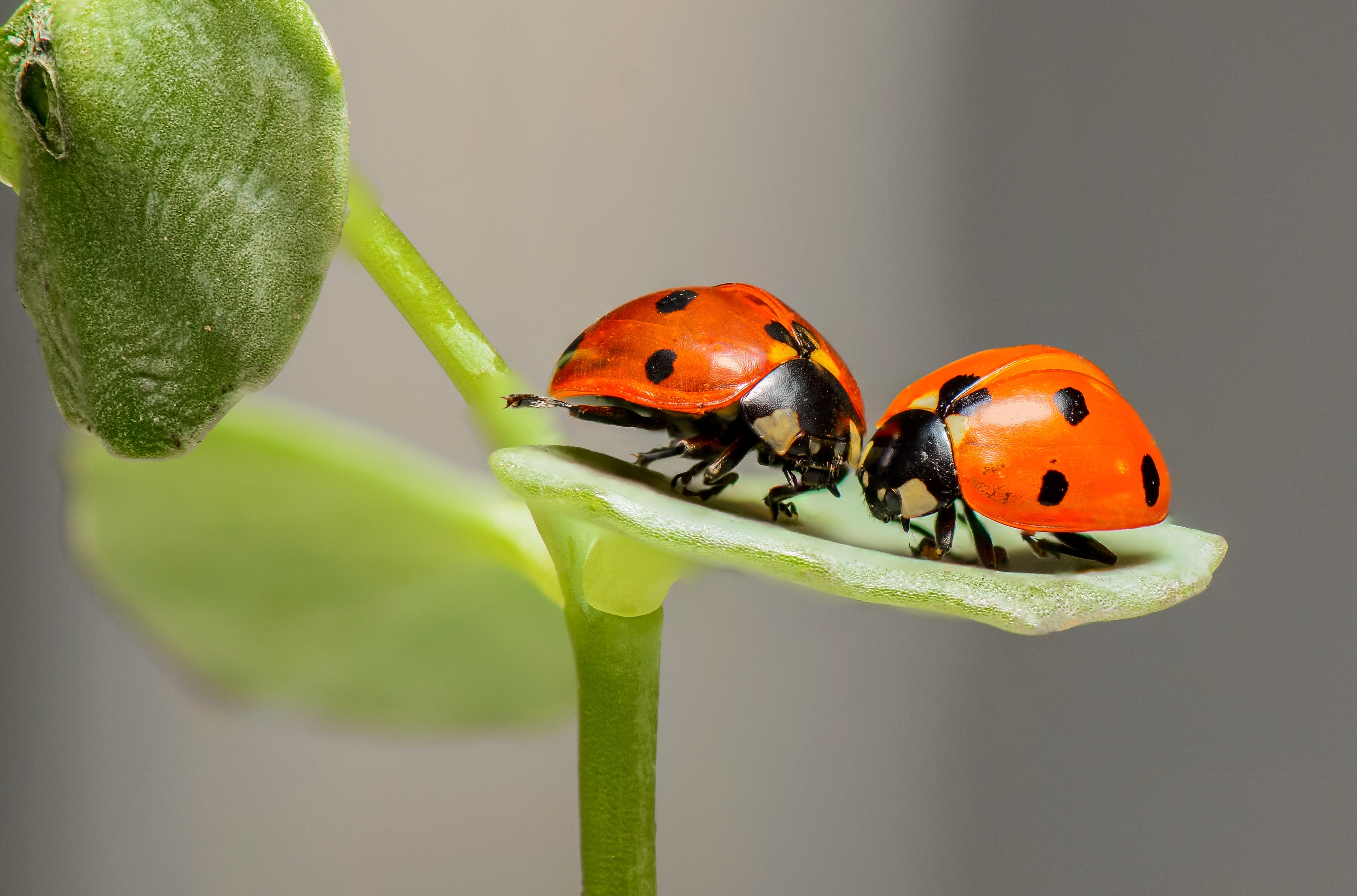 The Role of Beneficial Insects in Pest Control A Key Component of